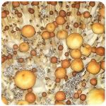Псилоцибиновые (галлюциногенные)  грибы Psilocybin "Golden Teacher" в Завитинске