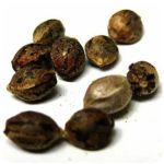 Семена марихуаны АК-47  (Seeds AK-47) в Завитинске